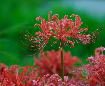 彼岸花 Images Browse 21 844 Stock Photos Vectors And Video Adobe Stock