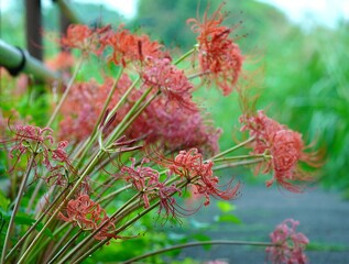 美しい彼岸花