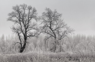 Danube Island Sodros near Novi Sad, Serbia. Gray and white landscape with frozen water.