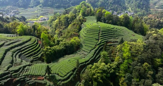 green tea plantation on the mountain aerial view 