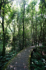 Fototapeta premium fine boardwalk through refreshing spring forest