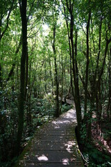 fine boardwalk through refreshing spring forest