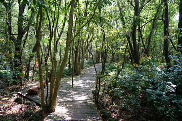 fascinating spring forest and path in the sunlight