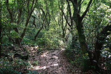 mossy trees and rocks in spring forest
