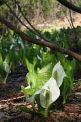 龍ヶ窪の水芭蕉　新潟県