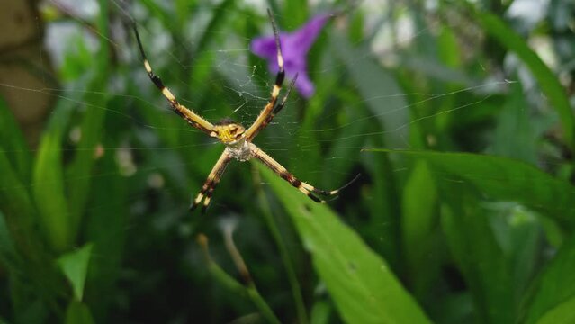 Ara&ntilde;a Tigre ARGIOPE ARGENTAT 7 en plantas