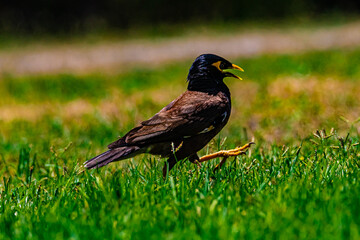 yellow-billed starling on а grass