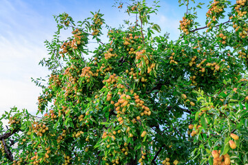 Fototapeta na wymiar Sweet jujubes grow on jujube tree. Ripe date fruits in autumn season.