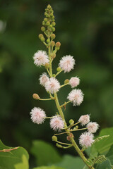 Shame plant in beautiful bloom