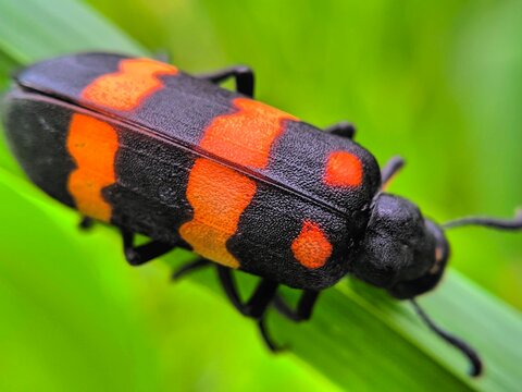 state potato beetle