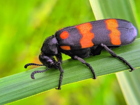 state potato beetle