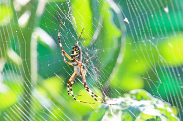 A spider on a web eats an insect