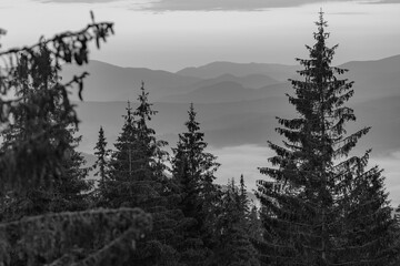 Fir trees against the background of the Carpathian mountains in the summer. Ukraine. Black and white