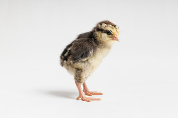 a young chick stands sideways on a white background with copy space