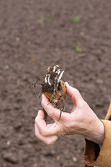checking potatoes for germination, a woman holds sprouted potatoes in her hands