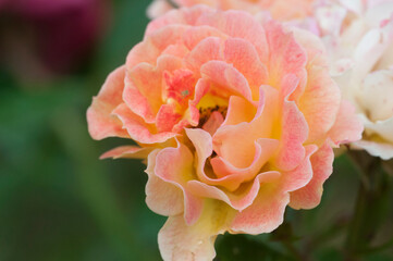 Rose flower n the garden, macro shot