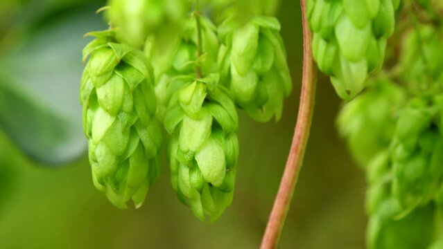 ripe hop cones in summer in Germany