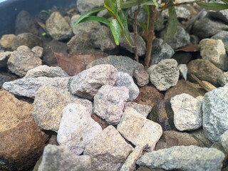 selective focus on piles of gravel, as decoration at the bottom of ornamental plants