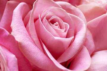 Beautiful pink rose macro background,