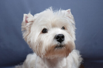 West Highland Terrier Dog Sitting at home, portrait dog