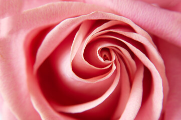 Fototapeta na wymiar Beautiful pink rose macro background,