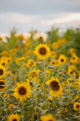 Photo of blooming yellow sunflowers in the garden.