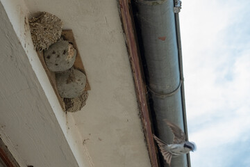 Obraz premium Schwalbenfütterung 5 von 5