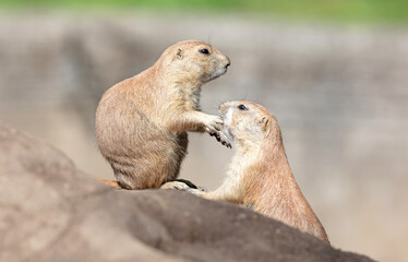 Pair of Prairie Dogs (Cynomys) exchanging loving effusions and appearing to be kissing