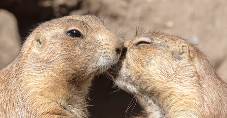 Pair of Prairie Dogs (Cynomys) exchanging loving effusions and appearing to be kissing