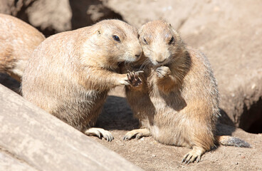 Pair of Prairie Dogs (Cynomys) exchanging loving effusions and appearing to be kissing