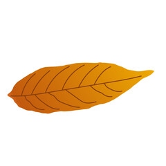 Autumn Dry Leaves