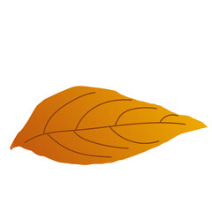 Autumn Dry Leaves