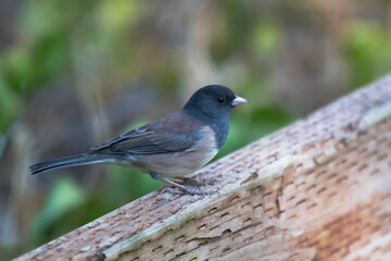 A dark eyed Junco in a city park