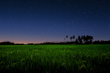 Starry sky over green field.