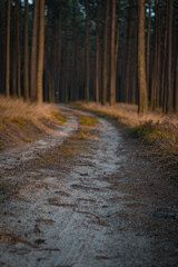 Naklejka premium Forest path