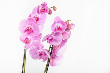 Fototapeta na wymiar Blooming branch of orchids, phalaenopsis isolated in white background