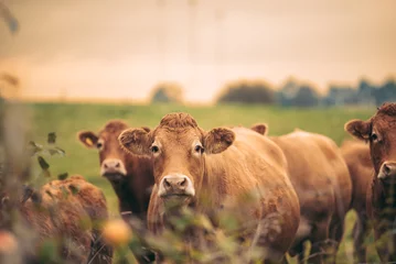 Schilderijen op glas Flock  of cows in countryside view - Meat farm concept © wsquirrel