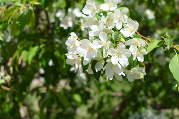 white flowers of a tree