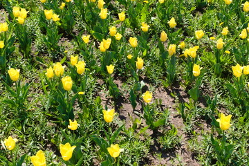 yellow flowers in the grass