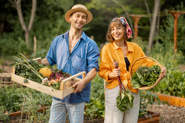 Two cheerful farmers stand together with boxes full of freshly picked vegetables at local farmland....