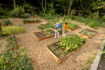 Man and woman walks with harvest between vegetable beds at home garden, view from above. Concept of local growing of organic products and sustainable lifestyle