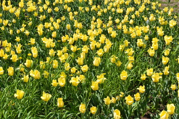 field of tulips