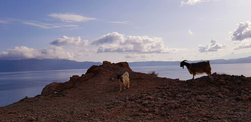 mountain goat