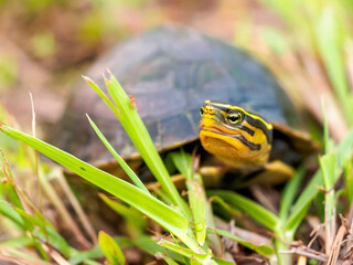 Malayan Box Turtle in Grass