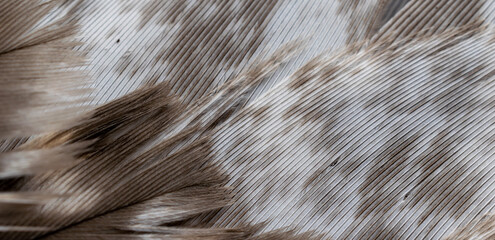 hawk feathers with visible detail. background or texture