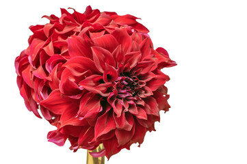 Flowers Dahlia Bohemian Spartacus flowers on a white background