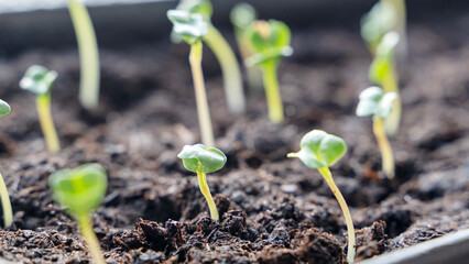 Melon seedlings in a tray, Sprouted seedlings are planted on black tray in the greenhouse.