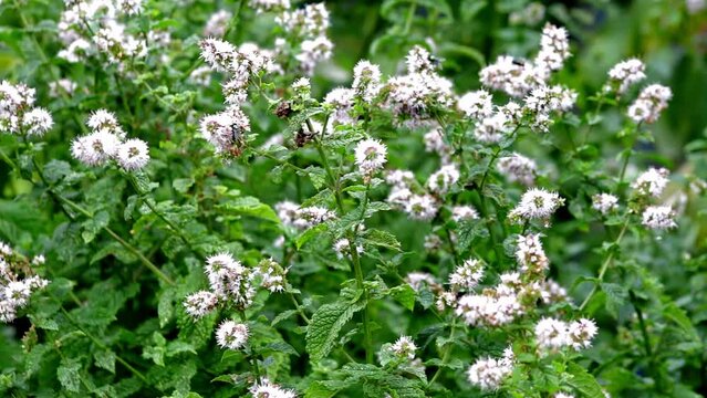 Insects buzzing around flowers of the herb garden mint growing in an English garden