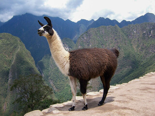 Lama w Peru
