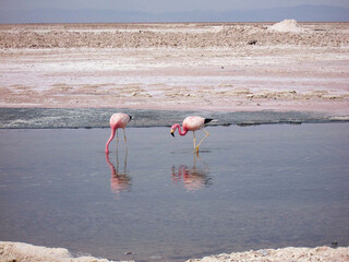 Flamingi na Atacamie